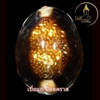 ราคา เบี้ยแก้ปัตตคราส หลวงปู่จันทร์ วัดวังเวิน เบี้ยที่กันภูติผี ปีศาจ และแก้อาถรรพ์ได้ 108 บรรจุปรอท (43100016289)