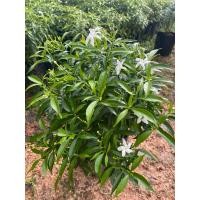 ราคา ต้นพุดศุภโชค แคระ (28162078900)