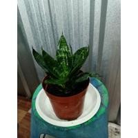 ราคา ต้นลิ้นมังกรแคระ ต้นเล็ก (11486569306)