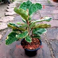 ราคา ไทรใบสักด่าง ไม้ฟอกอากาศ (3369204476)