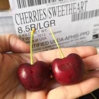 ราคา เชอร์รี่บลูส์สวีทฮาร์ท USA กล่องละ5กิโลกรัม (2591847679)