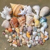 ราคา เปลือกหอยธรรมชาติสังข์ปลาดาวฤาษีปูเปลี่ยนเปลือกมือทําเองเปลือกกรอบรูปถังปลาภูมิทัศน์ขนาดใหญ่หอยสังข์ ริดับบลิวบี (47754299799)