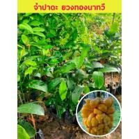 ราคา จำปาดะยวงทองนาทวีทาบกิ่งแข็งแรงพร้อมปลูก (15553663940)