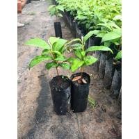 ราคา ต้นหมากน้ำนมต้นหมากยาง (41011488418)