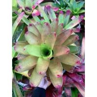 ราคา สับปะรดสีพันธุ์นีโอ ใบสีเขียว ขอบใบสีแดง สับปะรดสี นีโอเล็บแดง นีโอเรเจเลีย ซันเดย์ เบสท์ Neoregelia Sunday Best (29623376976)