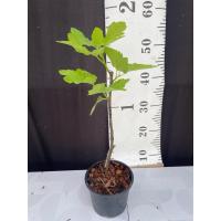 ราคา มะเดื่อฝรั่ง Fig พันธุ์ SW05 (29072883665)