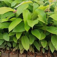 ราคา ยางนา ขนาดต้น 40-50 ซม (1ชุด 5 ต้น) (12901404375)