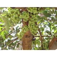 ราคา ต้นกล้า มะเดือป่า ต้นกล้าเพาะเมล็ด ต้นละ 12 บาท ซื้อ 10แถม 2กล้า มะเดื่อชุมพร มะเดื่อ อุทุมพร มะเดื่อไทย (27920832531)