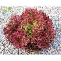 ราคา เมล็ดพันธุ์ สลัดเรดคอรัล สึนามิ จำนวน 500 เมล็ด (46556778223)