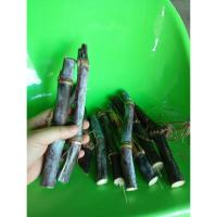 ราคา อ้อยดำ อ้อยแดง ตัดสด ขาย 6 ท่อน 99 บาท อ้อยดำ 1ท่อน จะมี 2-3ข้อตา ยาวประมาณ 20 เซนติเมตร อ้อยมงคล (43668814101)