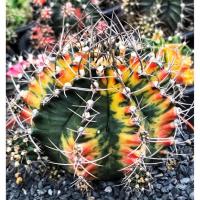 ราคา กระบองเพชร ยิมโนด่าง ไม้ชำหน่อ ไซส์ใหญ่ แคคตัส ยิมโน cactus (11132917924)