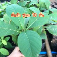 ราคา ต้นสักทอง สัก ไม้ป่า ไม้เศรษฐกิจ เชทละ 10 ต้น (6533151169)