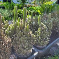 ราคา คอนโดนางฟ้า Cereus Peruvianus Florida (big size) กระบองเพชร แคคตัส (5707260218)