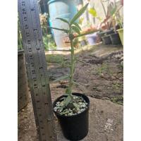 ราคา ต้นมะพร้าวทะเลทราย​"dorstenia hildebrandtii" ไม้เมล็ด (8368981195)