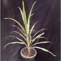 ราคา หมากผู้หมากเมีย เปลวสุริยัน Cordyline fruticosa (L.) Goeppert, Cordyline หางหงส์ (9780315296)