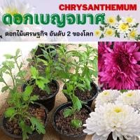 ราคา ค่าส่งถูก ต้นดอกเบญจมาศ ส่งทั้งกระถาง ดอกสีขาว สูง25+ซม. เก็บเงินปลายทาง ดอกเบญจมาศ ไม้เศรษฐกิจ ดอกไม้เศรษฐกิจ (12323230377)