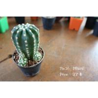 ราคา อิชินอป (2012823260)