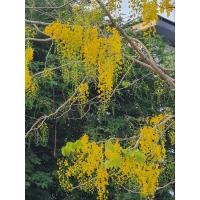 ราคา 1ฝัก ฝักต้นราชพฤกษ์(ต้นคูน) ขายตามฤดูกาล (25466397142)