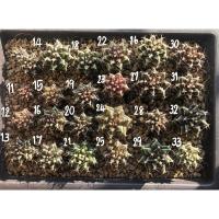 ราคา (ชุด 2) *อัพเดท 15/2/21* ยิมโนมิกซ์ LB hb ยิมโนม่วง เขียว ดำ 7-8พู ไม้เมล็ด เชื้อด่างทุกต้น (3370884775)