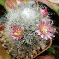 ราคา กระบองเพชร แคคตัส แมมขนแมว Mammillaria bocasana (หนามละมุน) (537644600)