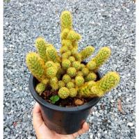 ราคา กระบองเพชร Cactus Mammillaria enlonggata (9283673474)