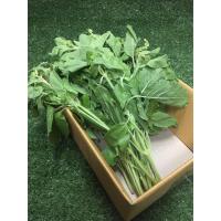 ราคา ใบกะเพราสด (150กรัม) - ใบกระเพรา ใบสด กะเพราหมูสับ (8067608870)