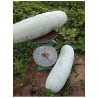 ราคา #เมล็ดฟักแฟงงาช้าง ผลใหญ่ ความยาวผล 60-80 เซนติเมตร ปลูกทำคานหรือเสาให้ผลแขวนลงมาได้ (40467745793)