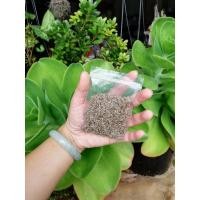 ราคา เมล็ดพันธุ์โสมตังกุย (10036633348)