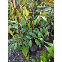 ราคา ต้นทุเรียนชะนีไข่/ต้นเสียบยอด70_80ซม. (14845702920)