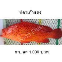 ราคา "ปลาเก๋าแดง เกรดพรีเมี่ยม" เกรดพรีเมียม (56705725959)
