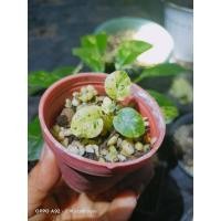 ราคา มะพร้าวทะเลทรายด่าง กระบองเพชร (13396080783)