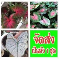 ราคา บอนสีราชินีใบไม้ เธอชื่อ ลูกไมัป่ากระดูกแดง ก้านดำ อิเหนา ช้างเผือกใบบัว จัดส่งเป็นชุดๆ อย่างละ 1 หัว ราคา 50 บาท (10260533414)