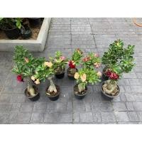 ราคา ชวนชมดอกสวยๆไม้มงคงไม้แดด (22471649783)