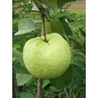 ราคา ต้นฝรั่งกิมจู/กิ่งตอน/ (10308202201)