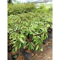 ราคา ทุเรียนหนามดำ หรือโอวฉี่ ขนาดต้น 60-70ซม. สินค้ามีพร้อมส่ง (20389852368)