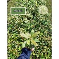 ราคา ต้นจิกน้ำ จิก จิกอินเดีย กระโดนน้ำ จิกนา เป็นไม้ประดับ ดอกเป็นระย้าสวย ต้นเเข็งเเรง (25558803741)