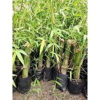 ราคา ต้นไผ่เลี้ยง/ไผ่เลี้ยงน้อง(เพาะต้นตอ) (5945397800)