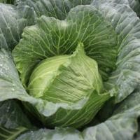 ราคา 300 เมล็ด เมล็ดพันธุ์ กะหล่ำปลี กะหล่ำใบ กะหล่ำ Cabbage Seeds Non-GMO สายพันธุ์ กะหล่ำปลีแพชชั่น (44223681240)