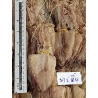 ราคา หมึกผ่าตื้น 2 นิ้ว - ปลาหมึกกล้วยจากชาวประมงชายฝั่ง เนื้อหมึกสด หวานตามธรรมชาติ ผ่าบริเวณตัว นำไส้ออก ล้างสะอาด ตากแห้ง (2255837210)