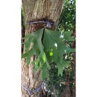 ราคา กระเช้าสีดาปีกผีเสื้อ หัวเล็ก สวยๆ (11540264633)