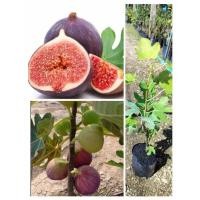 ราคา ต้นมะเดื่อฝรั่ง พันธุ์ญี่ปุ่นพันธุ์BTM6 ต้นเตี้ย ผลใหญ่ ติดผลดก รสหวานหอมฉํ่าอร่อย สรรพคุณเยอะ สูง30-40ซ.ม แบบตอนกิ่ง (21495119466)