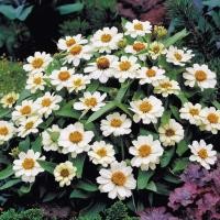 ราคา 100 เมล็ด ดอกบานชื่น บานชื่นหนู บานชื่นฝรั่ง กระดุม ดอกเล็ก Zinnia Seeds สายพันธุ์กระดุม สีขาว (42523787062)