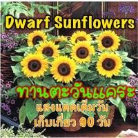 ราคา 50เมล็ด ทานตะวันแคระ ซันไบร์ทคิดส์ 50เมล็ด (9950808652)