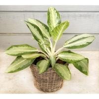 ราคา ต้นอโกนีมาหรือต้นแก้วกาญจนา ต้นก้านกล้วยหรือต้นทางช้างเผือก (3234886364)