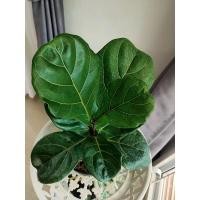 ราคา ไทรใบสัก ไม้ฟอกอากาศ ส่งพร้อมกระถาง 6 นิ้ว (10328008745)