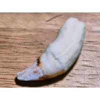 ราคา เขี้ยว ไม่ได้แกะ เก่า ของเก่า นานตามรูป เก็บมานาน สภาพเดิมๆ ของมรดก (25313833204)