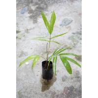 ราคา ปาล์ม Ptychosperma lineare ปาล์มกอ ขนาดความสูง ~70 เซนติเมตร #ปาล์ม #หมาก #Palm #Ptychosperma #ไม้ประดับ #สวน (48306216177)