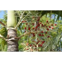 ราคา ต้นพันธุ์ หมากนวล หมากอินเดีย มะลิลาปาล์ม ปาล์มเยอรมัน ถุงดำพร้อมปลูก 39 บาท (24920080507)