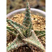 ราคา ว่านหางจระเข้ ว่านหางจระเข้แคระ Aloe Vera Hybrid อโลเวร่า ฟอร์มดี ฟันสวย (16833733199)
