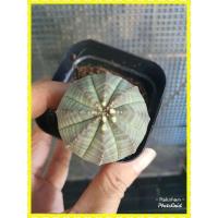 ราคา ยูโฟเบีย Euphorbia Obesa (11419014710)